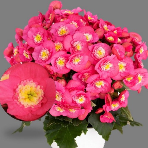 Begonia elatior 'Belove Rose' - Roosbegoonia 'Belove Rose' 